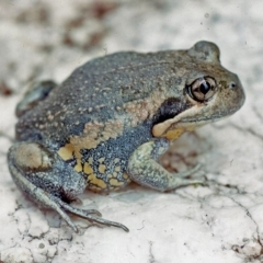 Limnodynastes dumerilii (Eastern Banjo Frog) at Oallen, NSW - 26 Feb 1976 by wombey