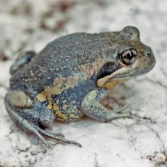 Limnodynastes dumerilii (Eastern Banjo Frog) at Oallen, NSW - 25 Feb 1976 by wombey