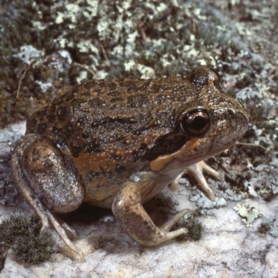 Limnodynastes dumerilii (Eastern Banjo Frog) at Macgregor, ACT - 15 Sep 1977 by wombey