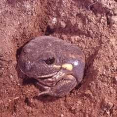 Limnodynastes dumerilii (Eastern Banjo Frog) at Macgregor, ACT - 11 Jan 1980 by wombey