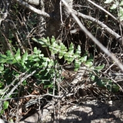 Pellaea calidirupium (Hot Rock Fern) at Isaacs Ridge and Nearby - 23 Mar 2016 by Mike