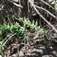 Pellaea calidirupium (Hot Rock Fern) at Isaacs, ACT - 23 Mar 2016 by Mike