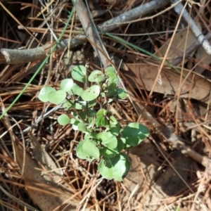 Pittosporum tenuifolium at Isaacs Ridge - 23 Mar 2016