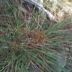 Lomandra filiformis (Wattle Mat-rush) at Isaacs, ACT - 23 Mar 2016 by Mike