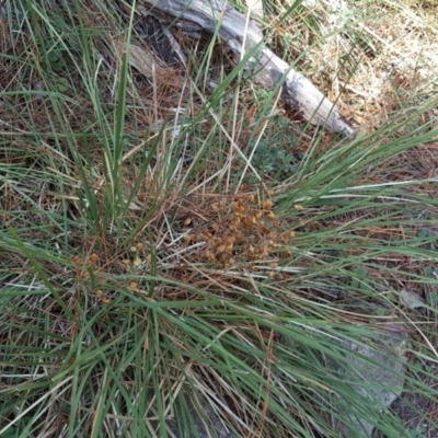 Lomandra filiformis (Wattle Mat-rush) at Isaacs Ridge and Nearby - 23 Mar 2016 by Mike