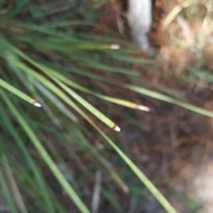 Lomandra filiformis at Isaacs, ACT - 23 Mar 2016