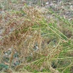 Cassinia sifton (Sifton Bush, Chinese Shrub) at Isaacs Ridge - 23 Mar 2016 by Mike