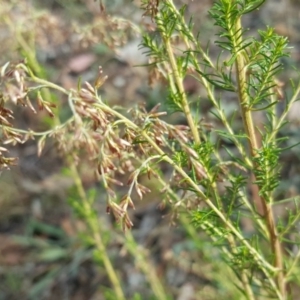 Cassinia sifton at Isaacs Ridge - 23 Mar 2016