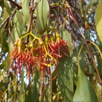 Amyema miquelii (Box Mistletoe) at O'Malley, ACT - 23 Mar 2016 by Mike
