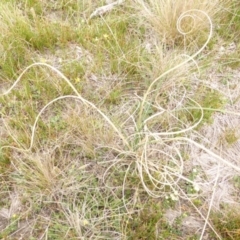 Carex bichenoviana (A Sedge ) at Lake Bathurst, NSW - 10 Oct 2015 by GeoffRobertson