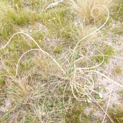Carex bichenoviana (A Sedge ) at Lake Bathurst, NSW - 10 Oct 2015 by GeoffRobertson