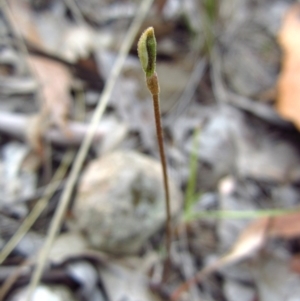 Eriochilus cucullatus at Cook, ACT - 24 Mar 2016