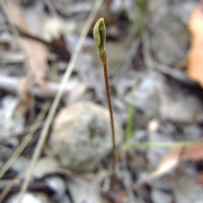 Eriochilus cucullatus (Parson's Bands) at Cook, ACT - 24 Mar 2016 by CathB