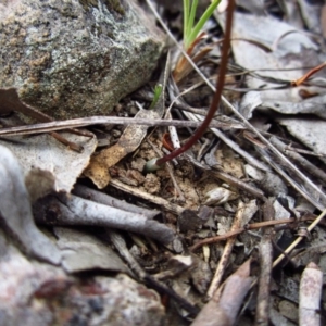 Eriochilus cucullatus at Cook, ACT - 24 Mar 2016