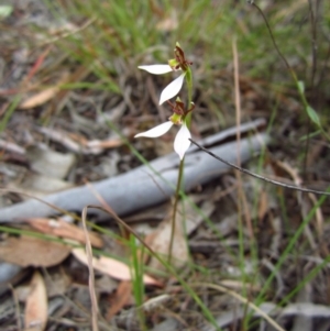 Eriochilus cucullatus at Cook, ACT - 24 Mar 2016