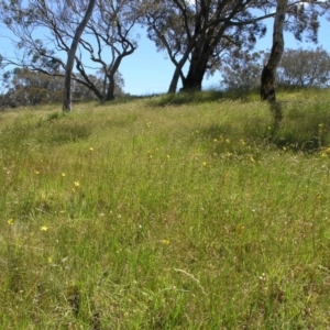 Bulbine bulbosa at Acton, ACT - 28 Oct 2014