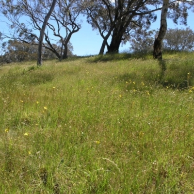 Bulbine bulbosa (Golden Lily) at Australian National University - 27 Oct 2014 by TimYiu