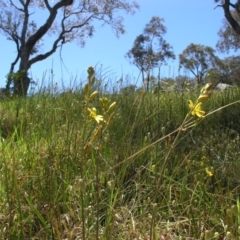 Bulbine bulbosa at Acton, ACT - 28 Oct 2014