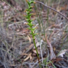 Corunastylis clivicola (Rufous midge orchid) at Cook, ACT - 24 Mar 2016 by CathB