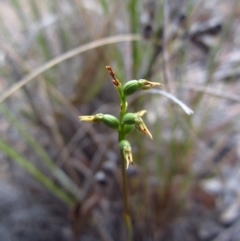 Corunastylis clivicola at Cook, ACT - 24 Mar 2016