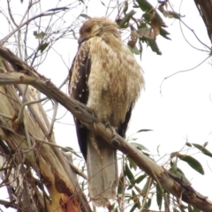 Haliastur sphenurus (Whistling Kite) at Paddys River, ACT - 23 Mar 2016 by JohnBundock