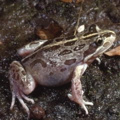 Limnodynastes tasmaniensis (Spotted Grass Frog) at Macgregor, ACT - 6 Sep 1978 by wombey