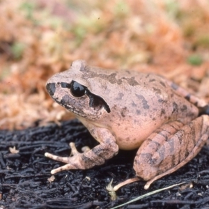 Mixophyes australis at Monga, NSW - 18 Mar 1976