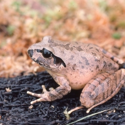 Mixophyes australis (Southern Stuttering Frog, Southern Barred Frog) at Monga National Park - 17 Mar 1976 by wombey