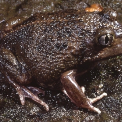 Neobatrachus sudellae (Sudell's Frog or Common Spadefoot) at Macgregor, ACT - 7 Sep 1978 by wombey