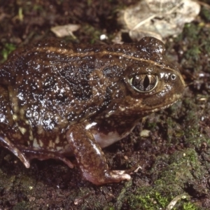 Neobatrachus sudellae at Giralang, ACT - 12 Sep 1980