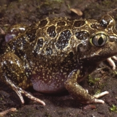 Neobatrachus sudellae (Sudell's Frog or Common Spadefoot) at Macgregor, ACT - 7 Sep 1978 by wombey