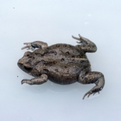 Pseudophryne bibronii (Bibron's Toadlet) at Gungahlin, ACT - 15 Jan 1976 by wombey