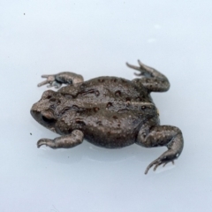 Pseudophryne bibronii (Brown Toadlet) at Gungahlin, ACT - 14 Jan 1976 by wombey