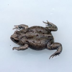 Pseudophryne bibronii at Gungahlin, ACT - 15 Jan 1976 12:00 AM