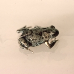 Pseudophryne bibronii (Bibron's Toadlet) at Durran Durra, NSW - 28 Jan 1976 by wombey