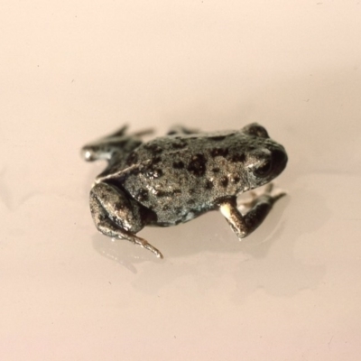 Pseudophryne bibronii (Brown Toadlet) at Durran Durra, NSW - 27 Jan 1976 by wombey