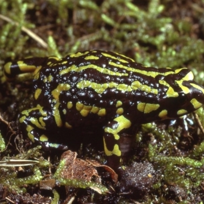 Pseudophryne pengilleyi (Northern Corroboree Frog) at Uriarra, NSW - 7 Feb 1979 by wombey