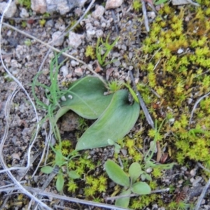 Eriochilus cucullatus at Tuggeranong DC, ACT - suppressed