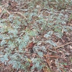Indigofera australis subsp. australis (Australian Indigo) at Farrer, ACT - 25 Mar 2016 by Mike
