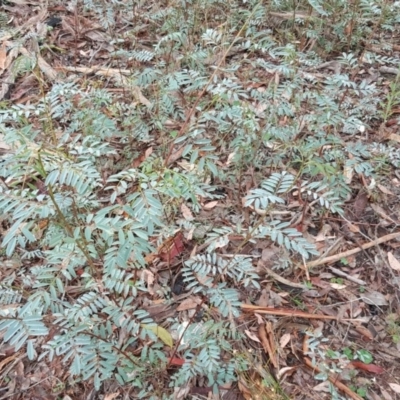 Indigofera australis subsp. australis (Australian Indigo) at Farrer Ridge - 24 Mar 2016 by Mike