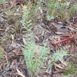 Pimelea linifolia subsp. linifolia at Farrer, ACT - 25 Mar 2016 10:40 AM