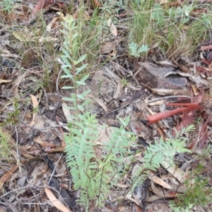 Pimelea linifolia subsp. linifolia at Farrer, ACT - 25 Mar 2016