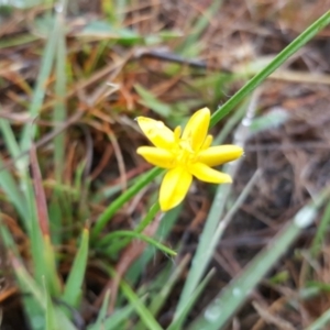 Hypoxis hygrometrica at Farrer, ACT - 25 Mar 2016