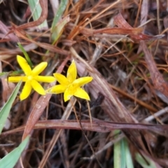 Hypoxis hygrometrica at Farrer, ACT - 25 Mar 2016