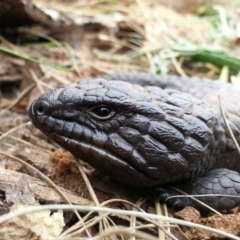 Tiliqua rugosa (Shingleback Lizard) at Mount Majura - 24 Mar 2016 by waltraud