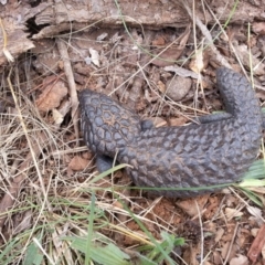 Tiliqua rugosa at Watson, ACT - 24 Mar 2016 01:51 PM