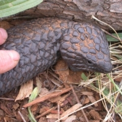 Tiliqua rugosa at Watson, ACT - 24 Mar 2016