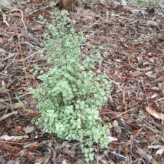 Pittosporum tenuifolium (Kohuhu) at Farrer, ACT - 25 Mar 2016 by Mike