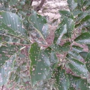 Ulmus procera at Watson, ACT - 24 Mar 2016 05:21 PM