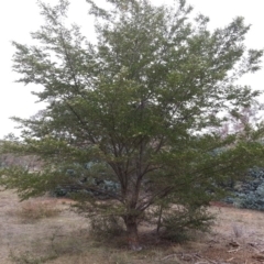 Ulmus procera at Watson, ACT - 24 Mar 2016